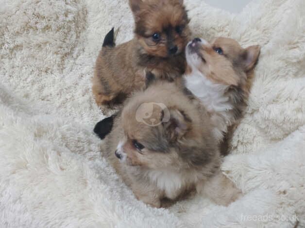 Beautiful Pomeranians puppies for sale in Llanelli, Carmarthenshire