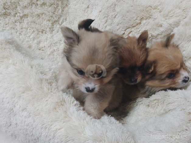 Pomeranians for sale in Llanelli, Carmarthenshire