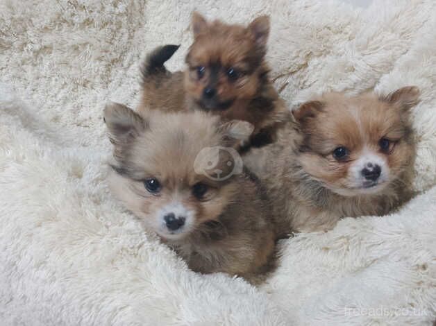 Pomeranian Puppies for sale in Carmarthenshire