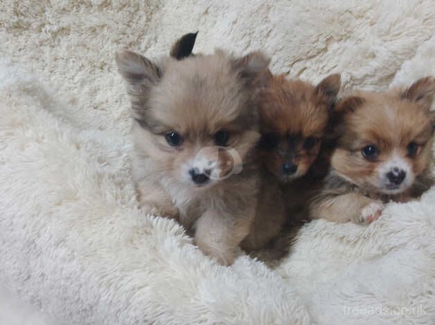 Pomeranian Puppies for sale