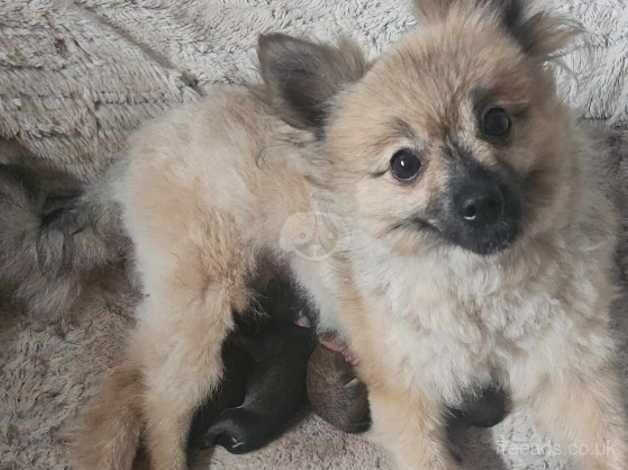 Beautiful pure pedigree pomeranian puppies for sale in Littlehampton, West Sussex