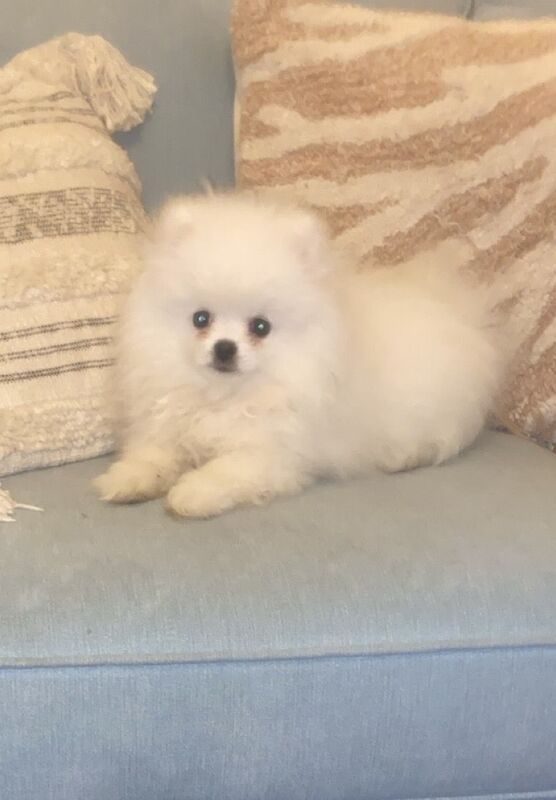 Beautiful Pure White Pomeranian Puppies for sale in Birmingham, West Midlands