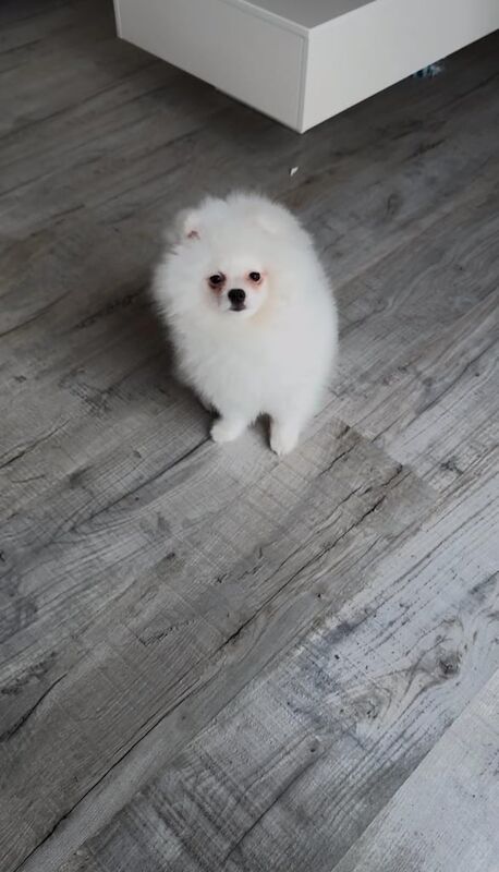 Beautiful rare Pom puppys 1 boy & 1 girl for sale in Gateshead, Tyne and Wear