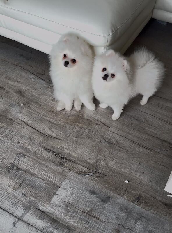 Beautiful rare Pom puppys 1 boy & 1 girl for sale in Gateshead, Tyne and Wear - Image 2