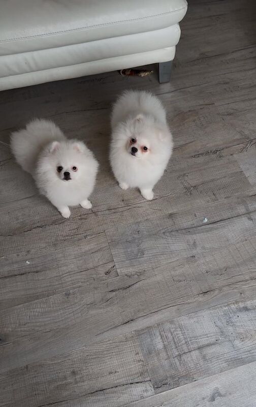 Beautiful rare Pom puppys 1 boy & 1 girl for sale in Gateshead, Tyne and Wear - Image 3