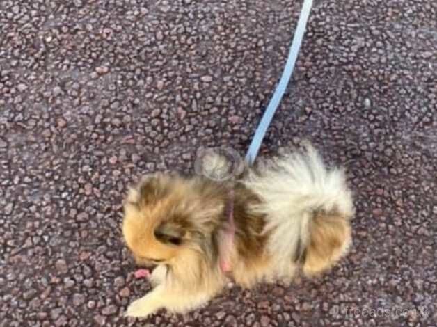 Beautiful Russian female Pom outstanding pedigree for sale in Morecambe, Lancashire