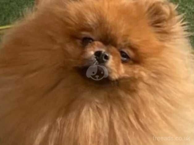 Beautiful Russian female Pom outstanding pedigree for sale in Morecambe, Lancashire - Image 2