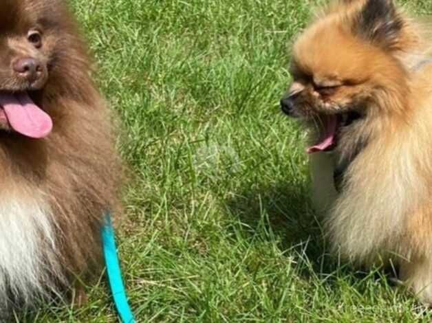 Beautiful Russian female Pom outstanding pedigree for sale in Morecambe, Lancashire - Image 3