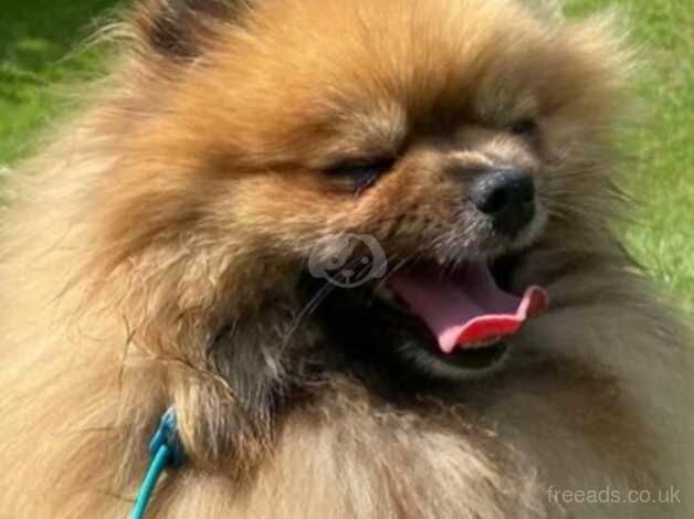 Beautiful Russian female Pom outstanding pedigree for sale in Morecambe, Lancashire - Image 4