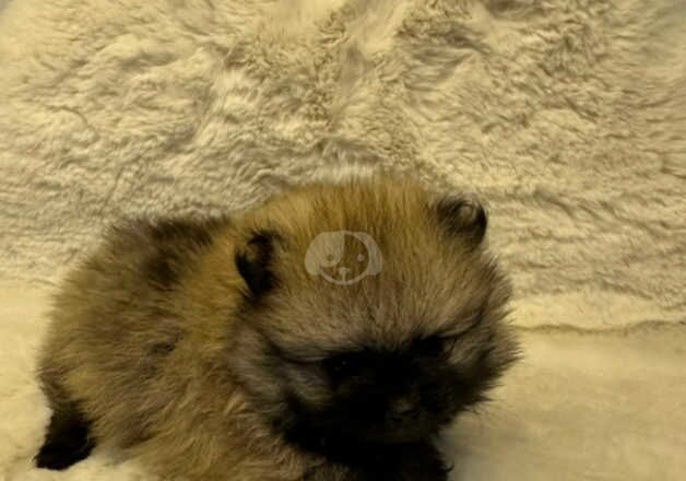 Pomeranians for sale in Carlisle, Cumbria