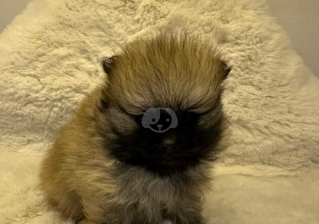 KC Registered Pomeranian Puppies for sale in Cumbria