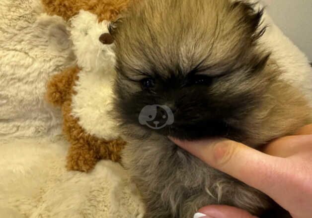 Pomeranian Puppies for sale