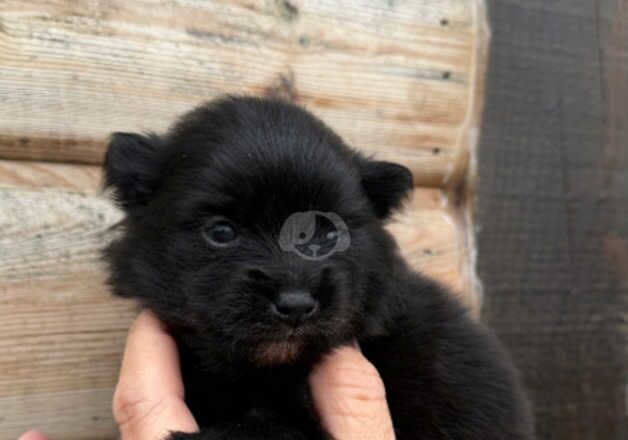 Beautiful tiny fluffy Pomeranians for sale in St Albans, Hertfordshire - Image 4