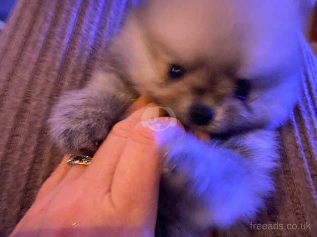 Beautiful tiny Pomeranian pups for sale in Newry, Newry and Mourne