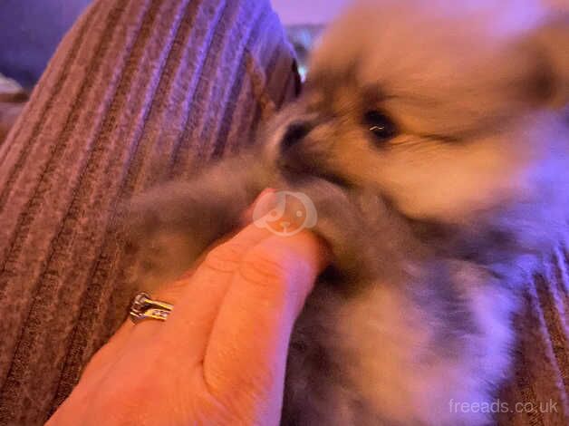 Pomeranians for sale in Newry, Newry and Mourne