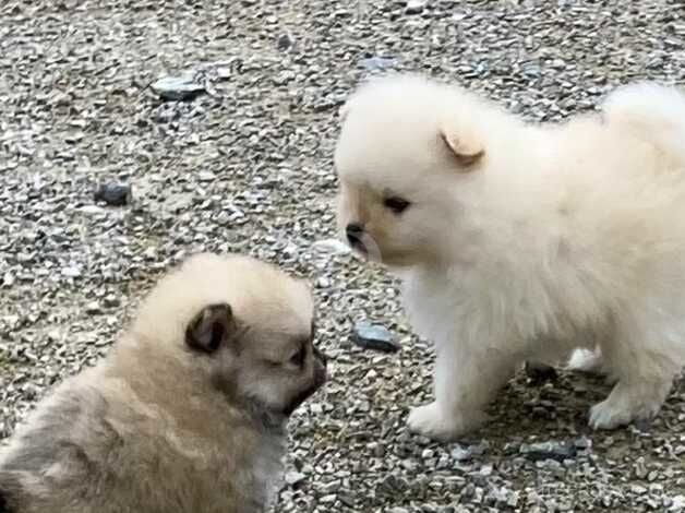 Pomeranian Puppies for sale in Newry and Mourne