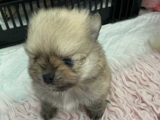 Pomeranian Puppies for sale