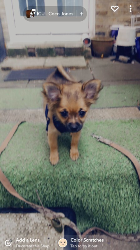 Tiny Beautiful well trained little Pomchis Boy/Girl for sale in London, City of London, Greater London - Image 2