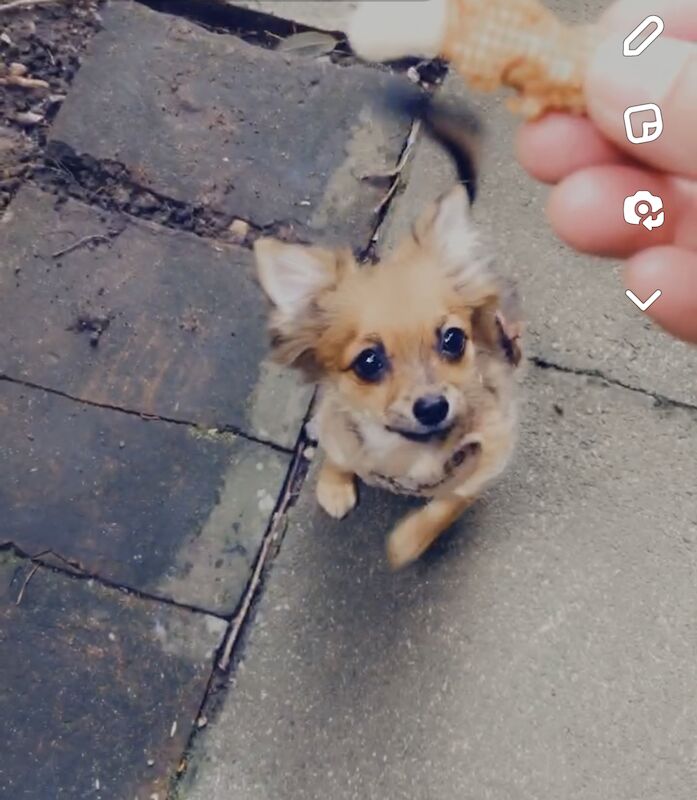 Tiny Beautiful well trained little Pomchis Boy/Girl for sale in London, City of London, Greater London - Image 3