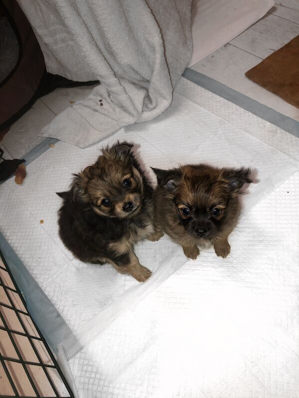 Tiny Beautiful well trained little Pomchis Boy/Girl for sale in London, City of London, Greater London - Image 5