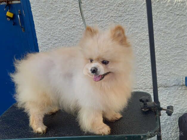 Beautiful white Pomeranian for sale in Ballymena