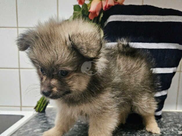 Beautiful xs teacup quality pomeranian puppies for sale in Littlehampton, West Sussex