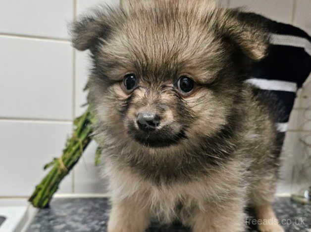 Pomeranians for sale in Littlehampton, West Sussex