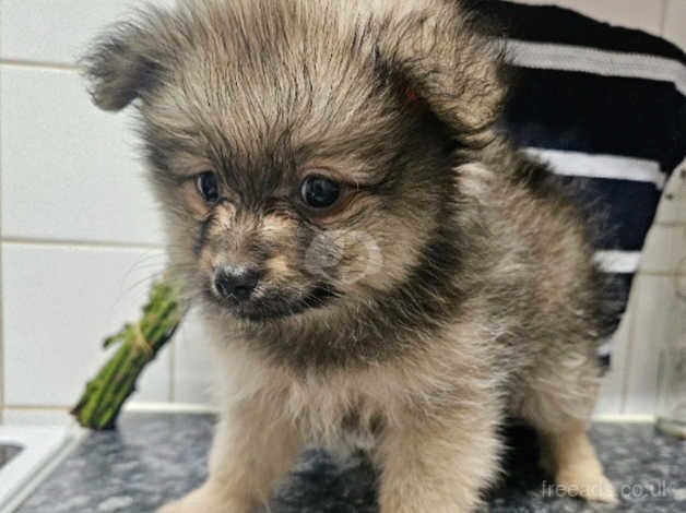 Pomeranian Puppies for sale in West Sussex