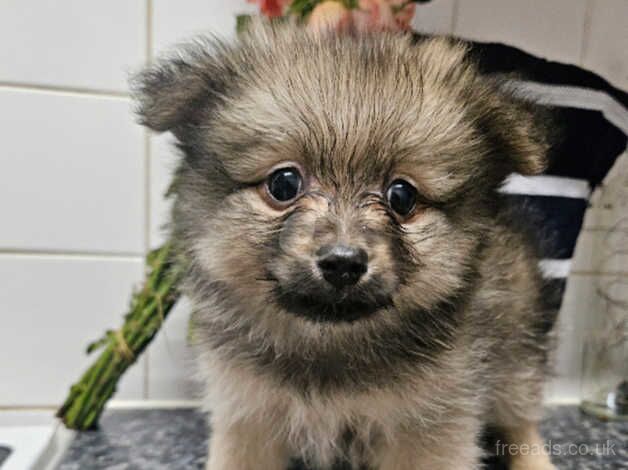 Pomeranian Puppies for sale