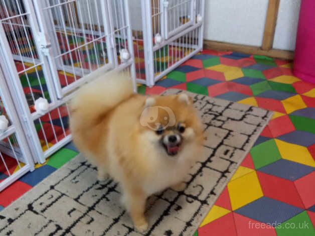 Beutiful pomeranian girl for sale in Glasgow, North Lanarkshire