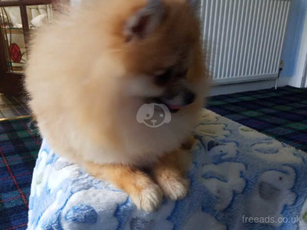 Beutiful pomeranian girl for sale in Glasgow, North Lanarkshire - Image 2