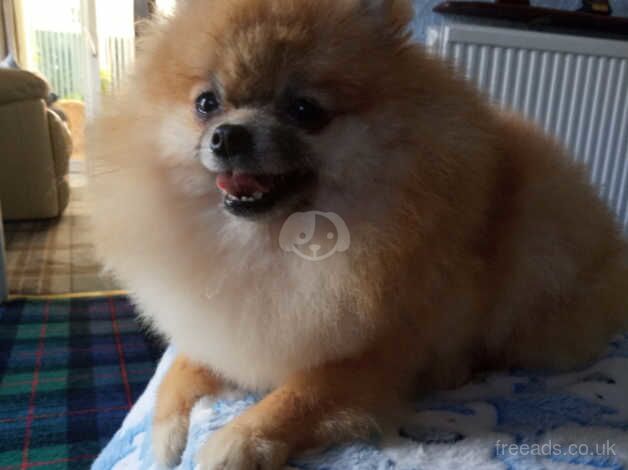 Beutiful pomeranian girl for sale in Glasgow, North Lanarkshire - Image 3