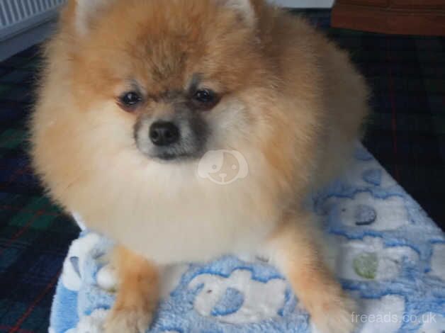 Beutiful pomeranian girl for sale in Glasgow, North Lanarkshire - Image 4