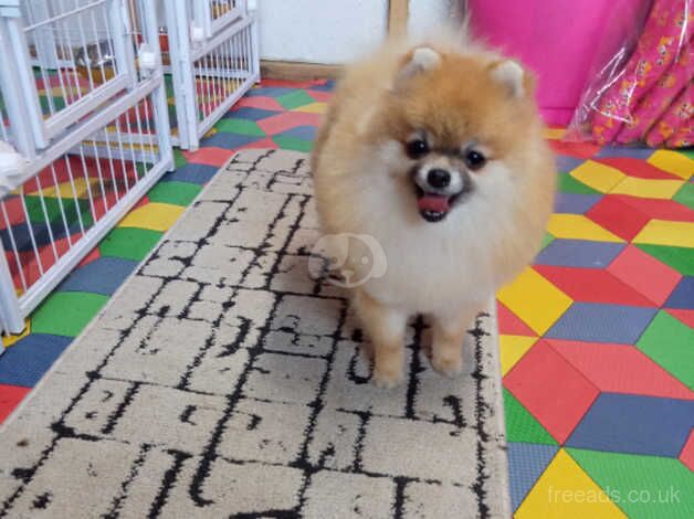 Beutiful pomeranian girl for sale in Glasgow, North Lanarkshire - Image 5