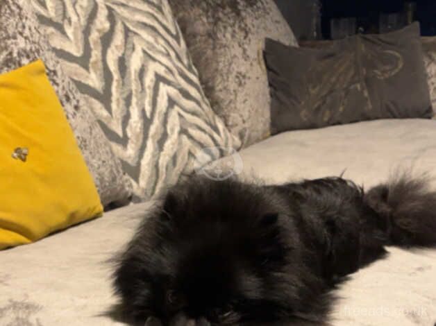 Black girl Pomeranian for sale in Lytham St Annes, Lancashire