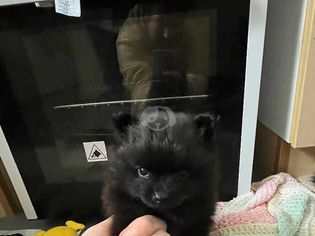 Black girl Pomeranian for sale in Lytham St Annes, Lancashire - Image 2