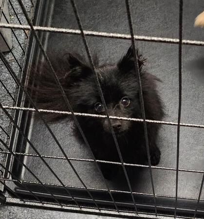 Black Pomeranian puppies for sale in London - Image 3