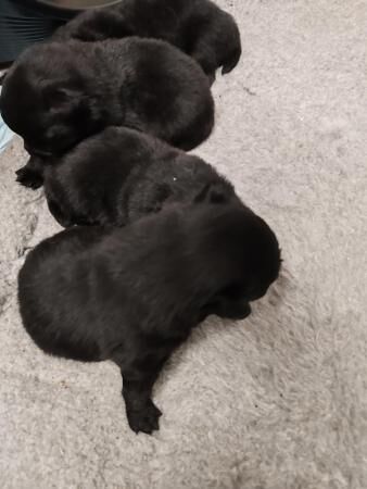 Black Pomeranian puppies for sale in London - Image 5