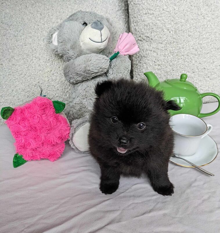 Pomeranians for sale in Stockport, Greater Manchester