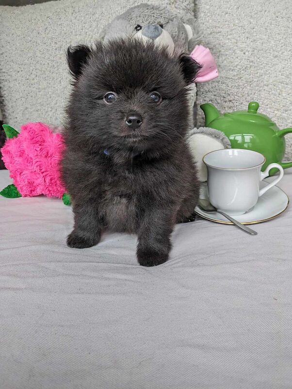 Pomeranians for sale in Stockport, Greater Manchester