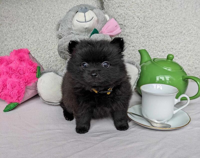 Black Pomeranian Puppies for sale in Stockport, Greater Manchester - Image 3