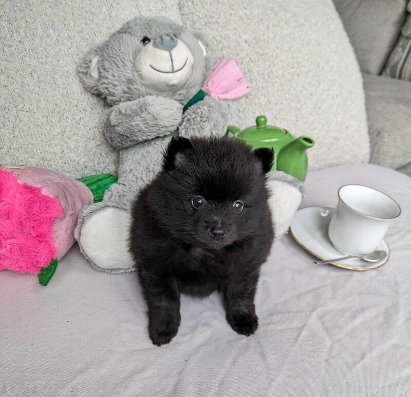 Pomeranian Puppies for sale