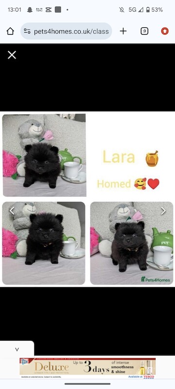 Black Pomeranian Puppies for sale in Stockport, Greater Manchester - Image 9