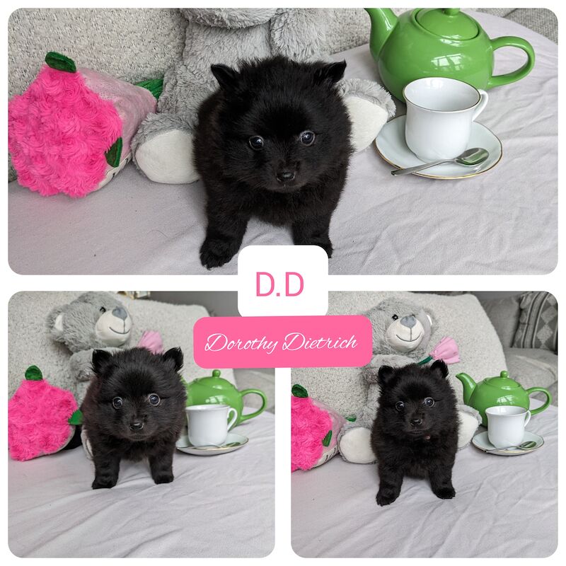 Black Pomeranian Puppies for sale in Stockport, Greater Manchester - Image 5