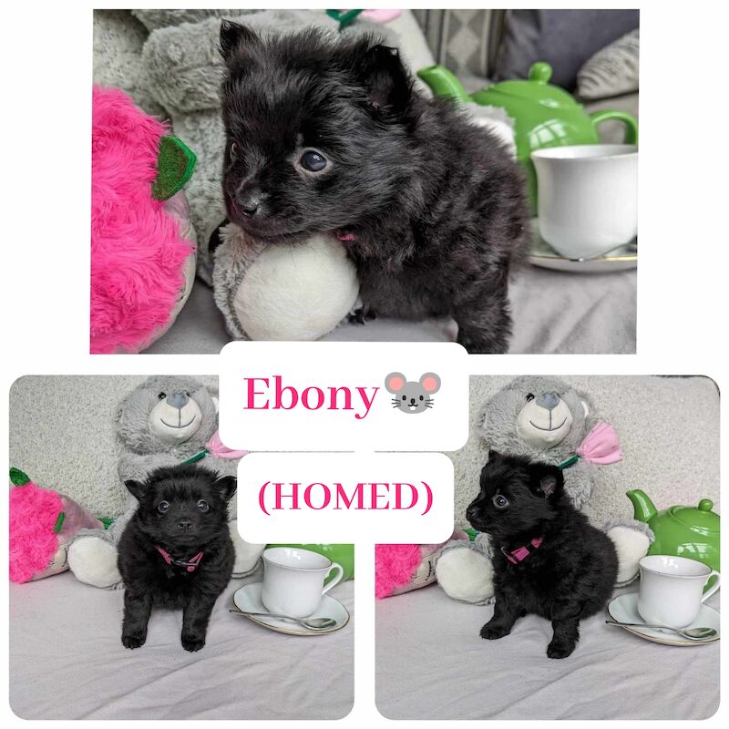 Black Pomeranian Puppies for sale in Stockport, Greater Manchester - Image 7