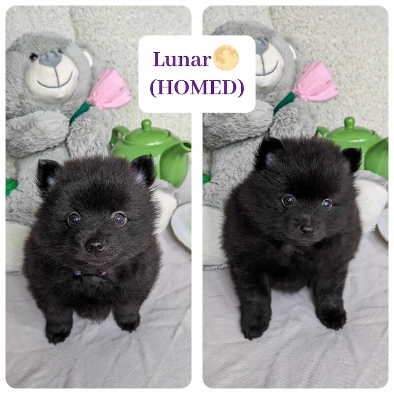 Black Pomeranian Puppies for sale in Stockport, Greater Manchester - Image 8