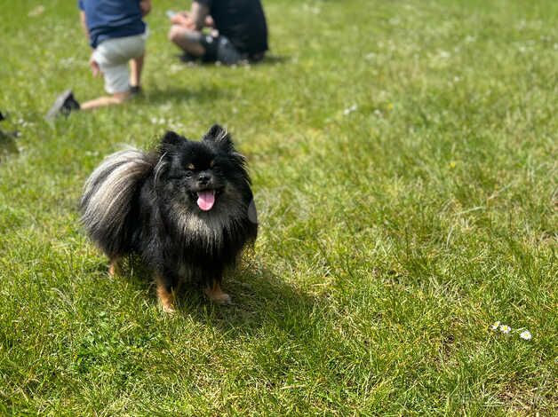 Black & tan boy for sale in Exeter, Devon - Image 2