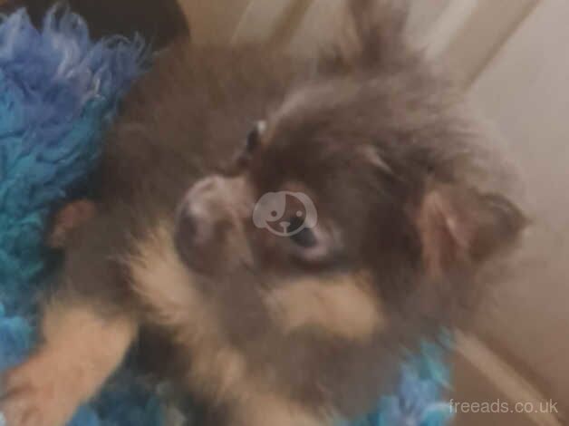 Blue and tan female pomeranian for sale in Denbigh/Dinbych, Denbighshire - Image 1