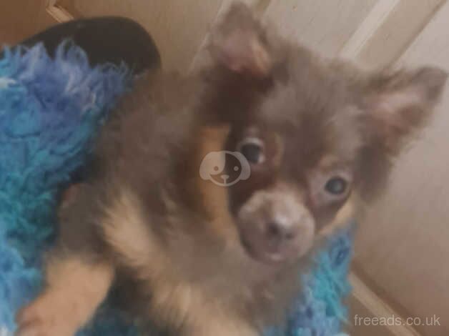 Blue and tan female pomeranian for sale in Denbigh/Dinbych, Denbighshire - Image 2