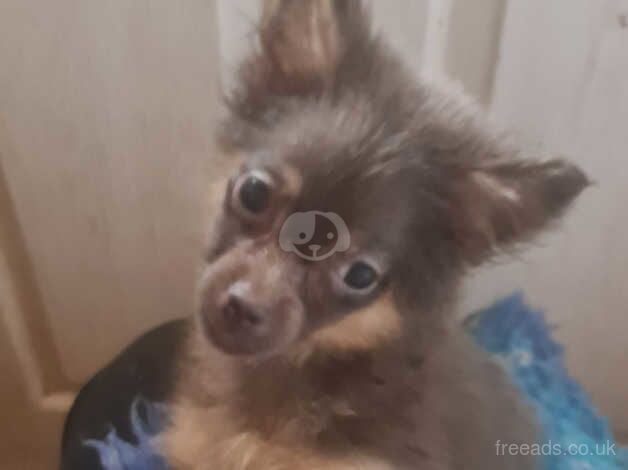 Blue and tan female pomeranian for sale in Denbigh/Dinbych, Denbighshire - Image 3